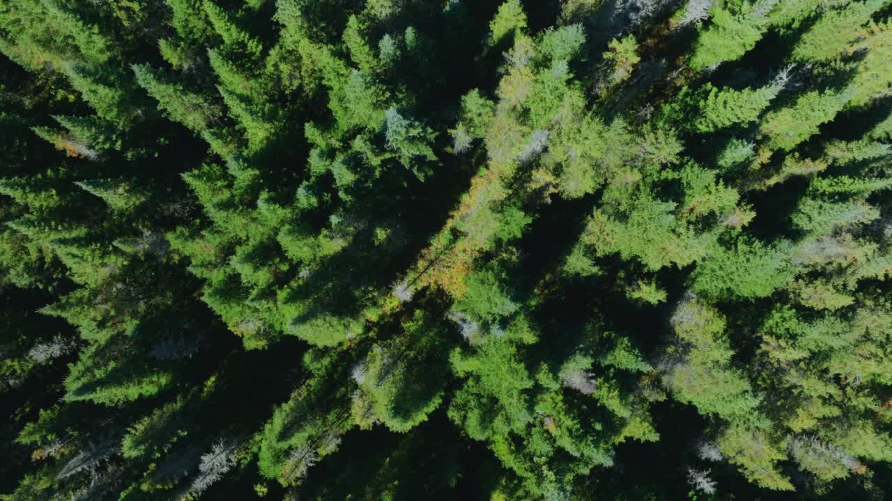 北方自然森林鸟瞰图视频素材