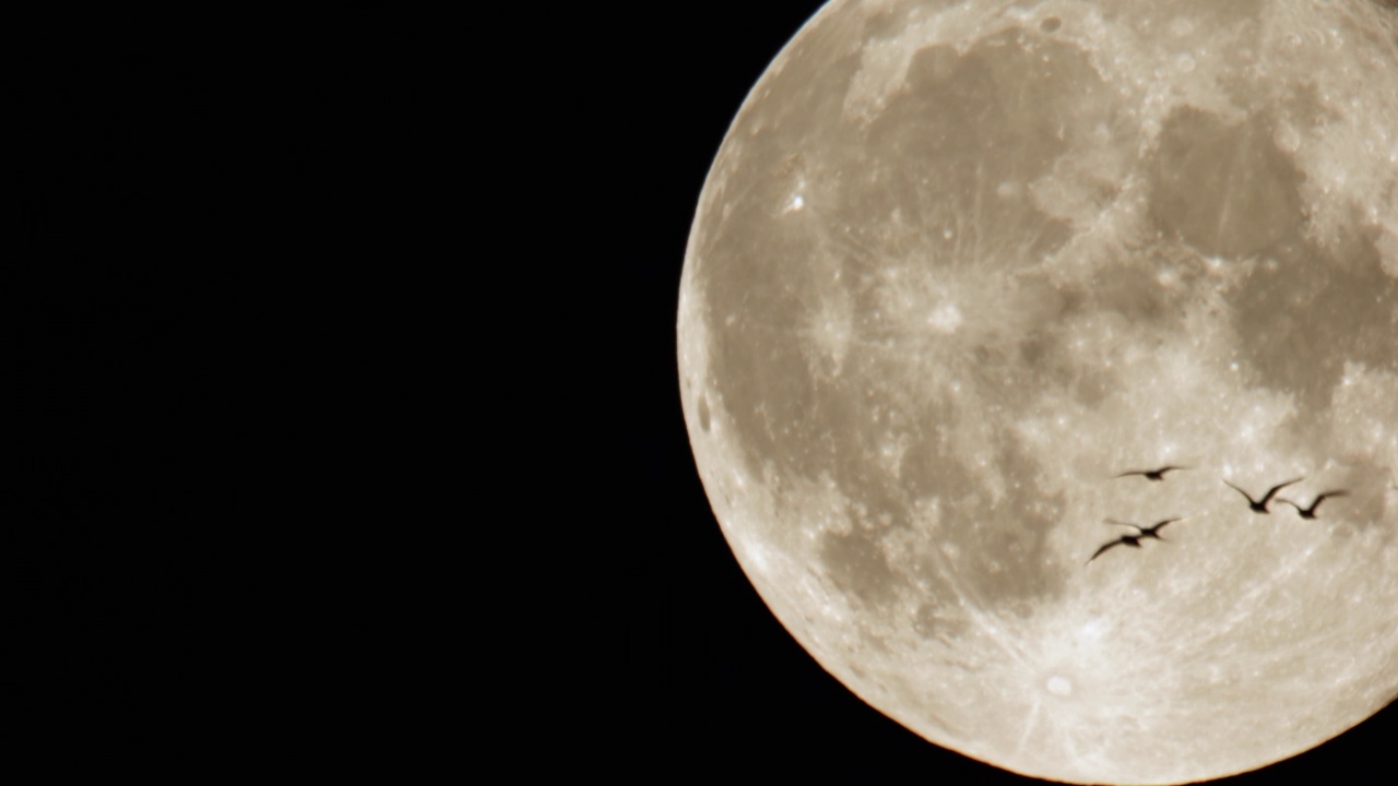 4K -一群鸟在夜晚飞行的背景下，月亮视频素材