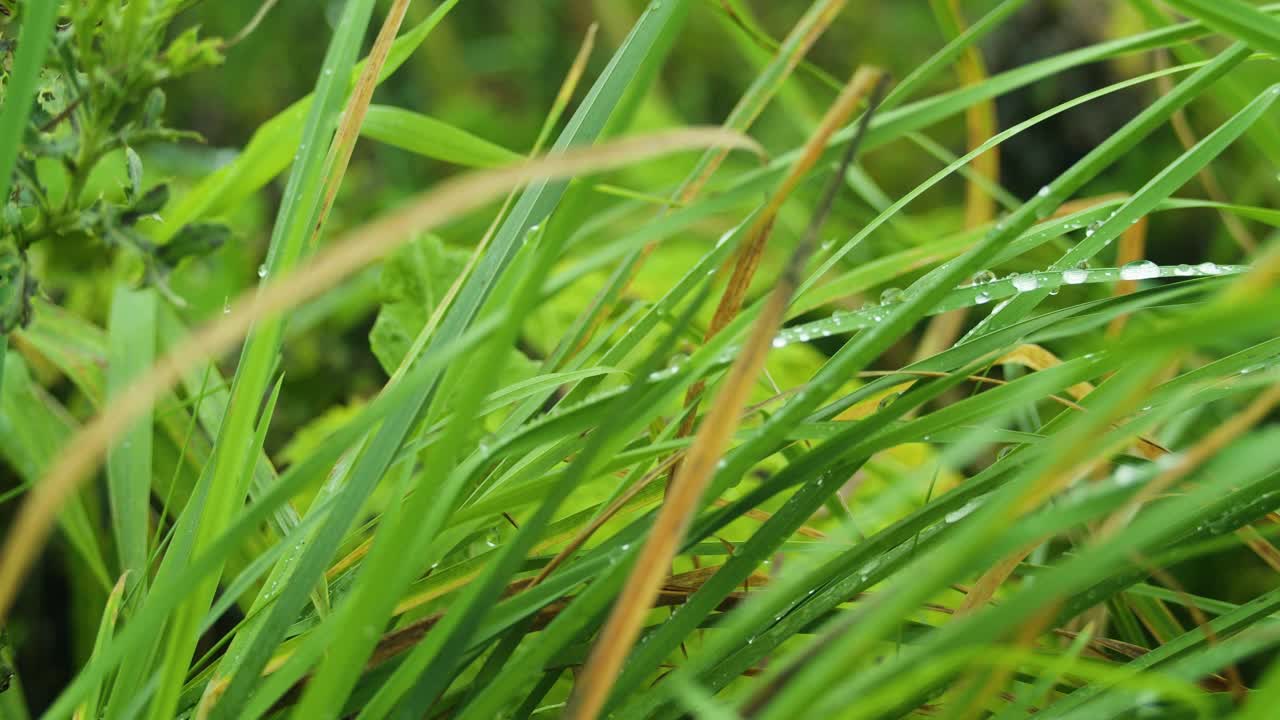 湖边的芦苇正在生长。视频素材