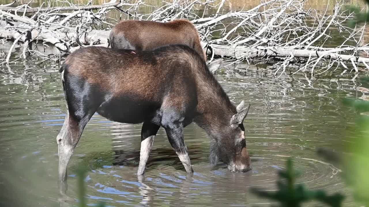 池塘里的两只驼鹿视频素材