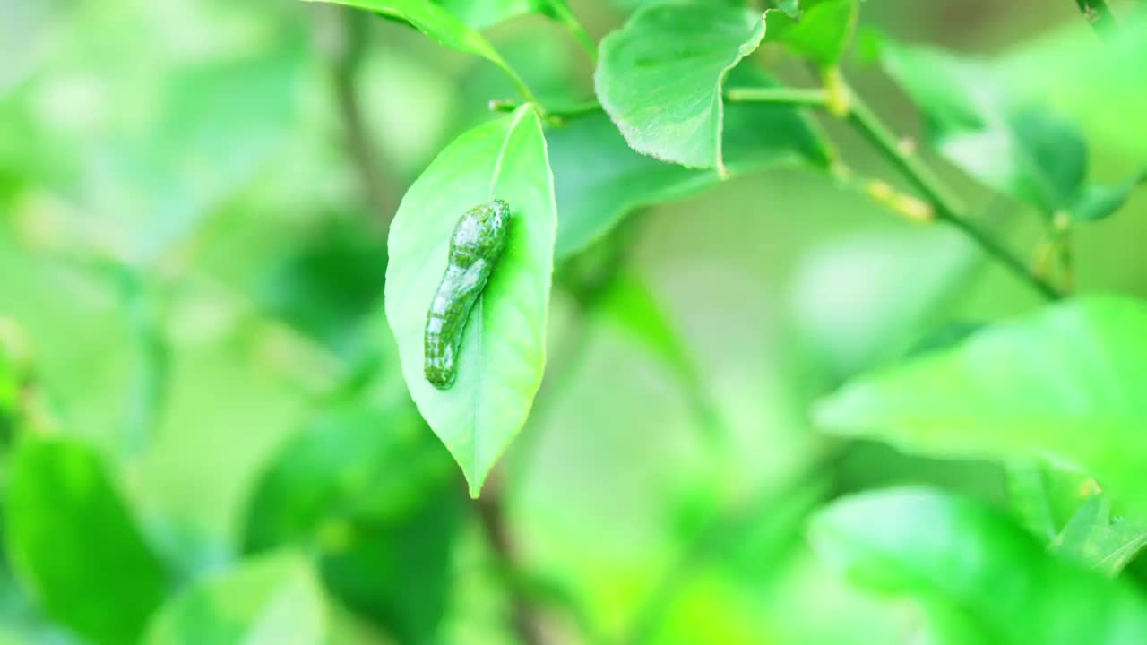 柠檬叶子上的凤尾蝶蛹前幼虫视频素材