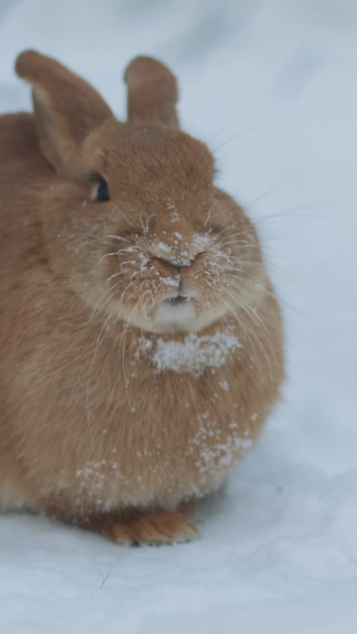 兔子在雪地里吃胡萝卜视频素材