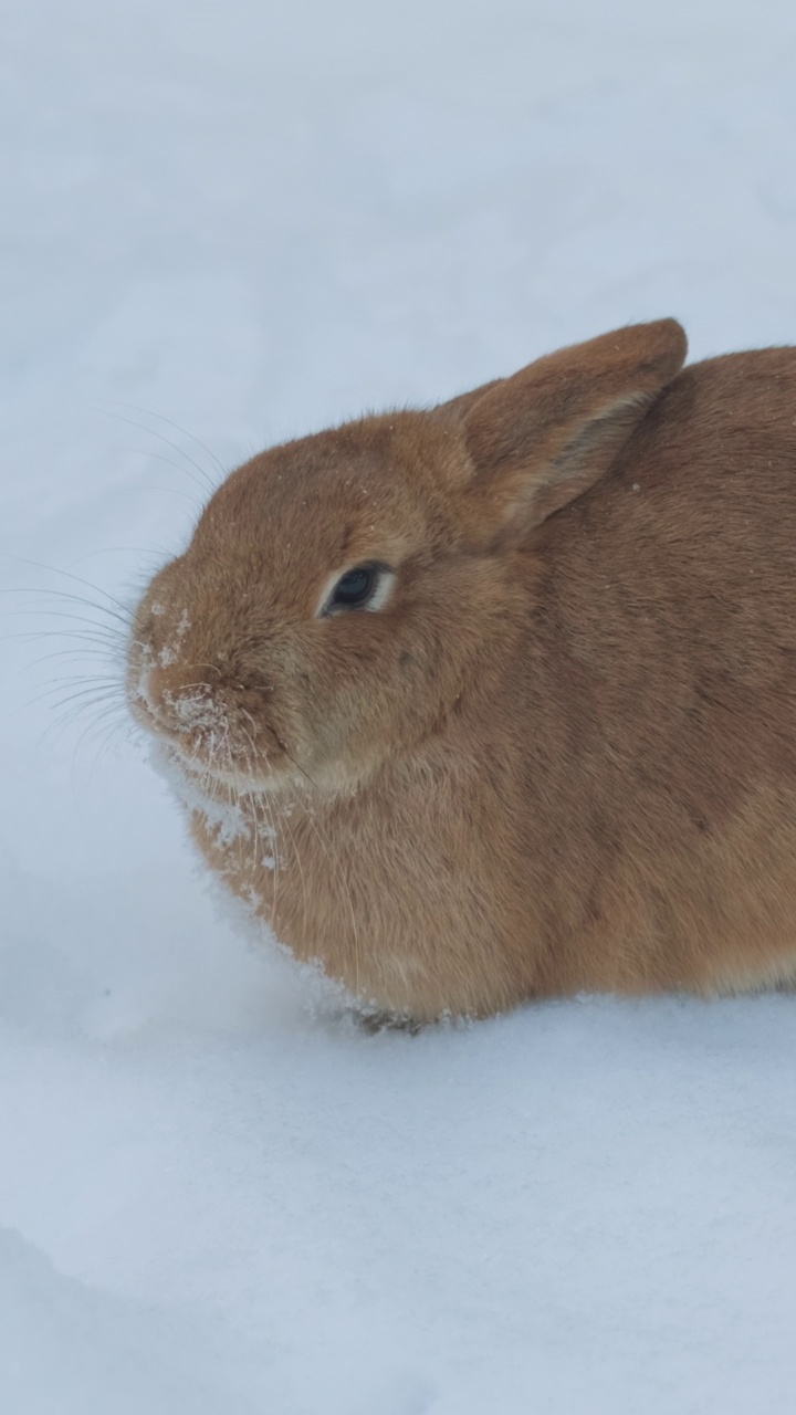 兔子坐在雪地里吃东西视频素材