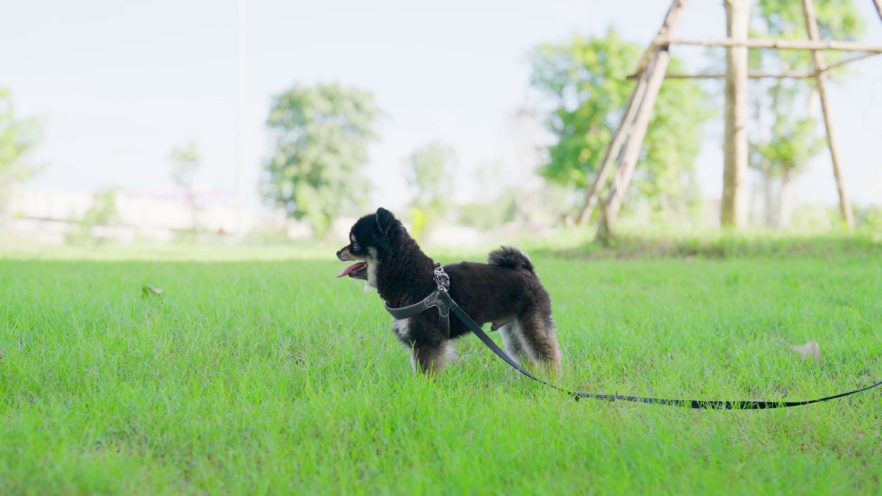 黑色的博美犬和主人坐在公园的草地上休息。宠物情人的概念视频素材