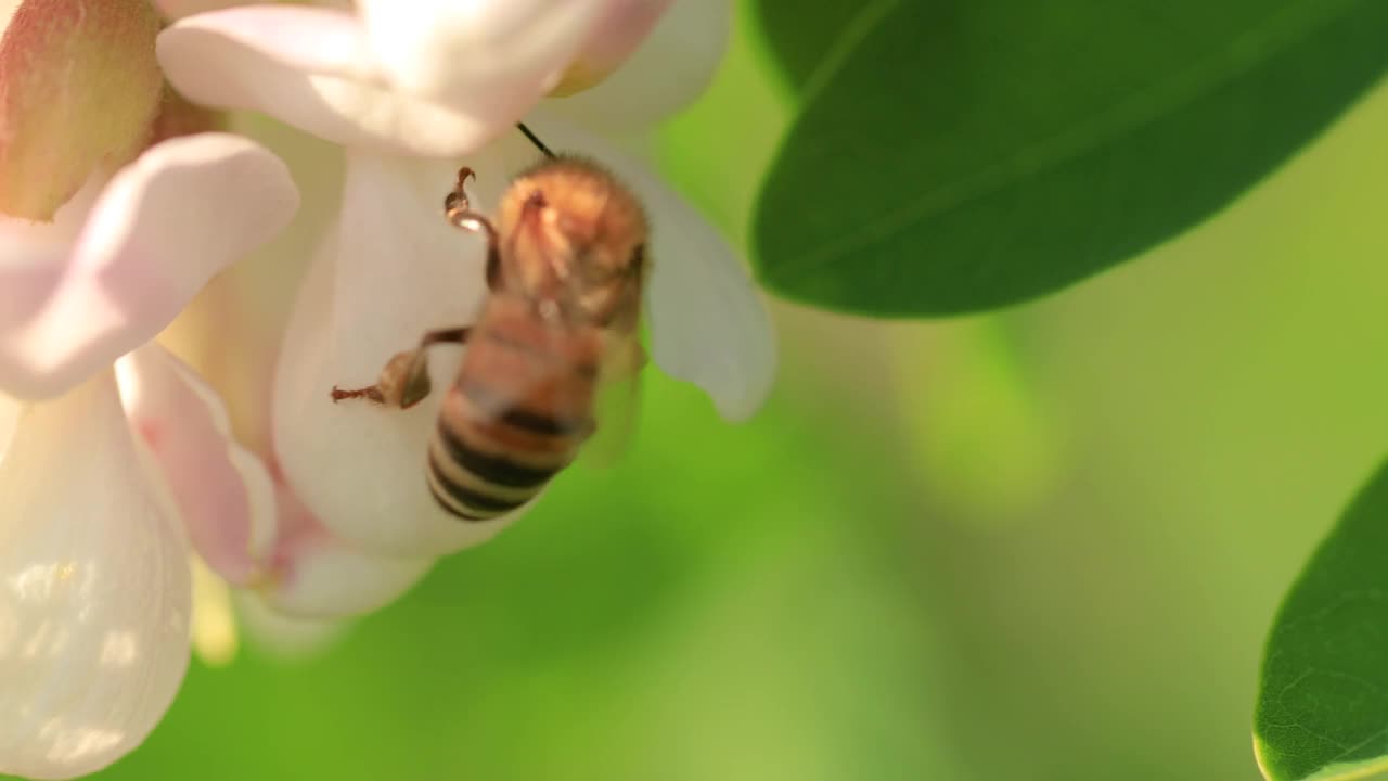 一只蜜蜂在金合欢花上，特写。视频素材