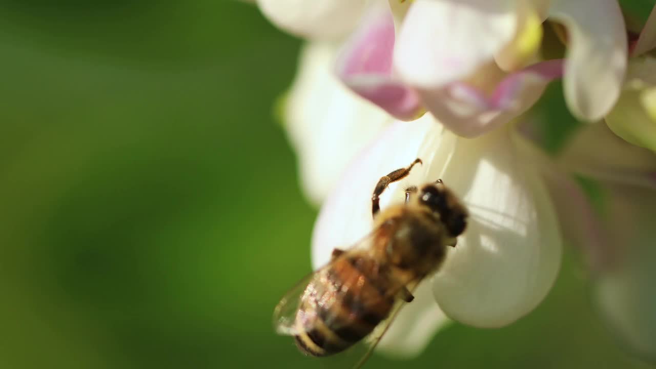 一只蜜蜂在金合欢花上，特写。视频素材