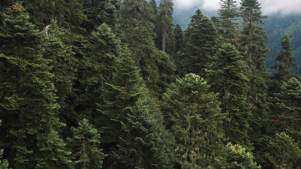 在大雾弥漫的夏日里，缆车可以穿过柬埔寨的针叶林和高山。视频素材