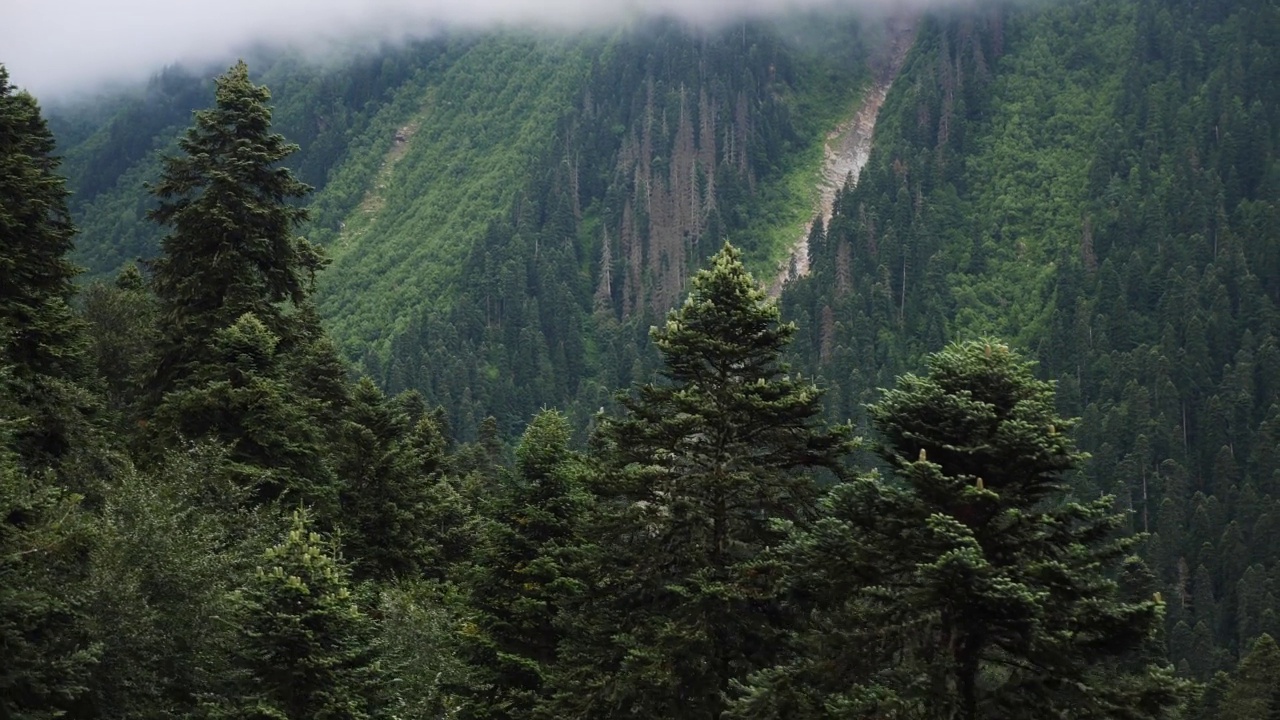 在大雾弥漫的夏日里，缆车可以穿过柬埔寨的针叶林和高山。视频素材