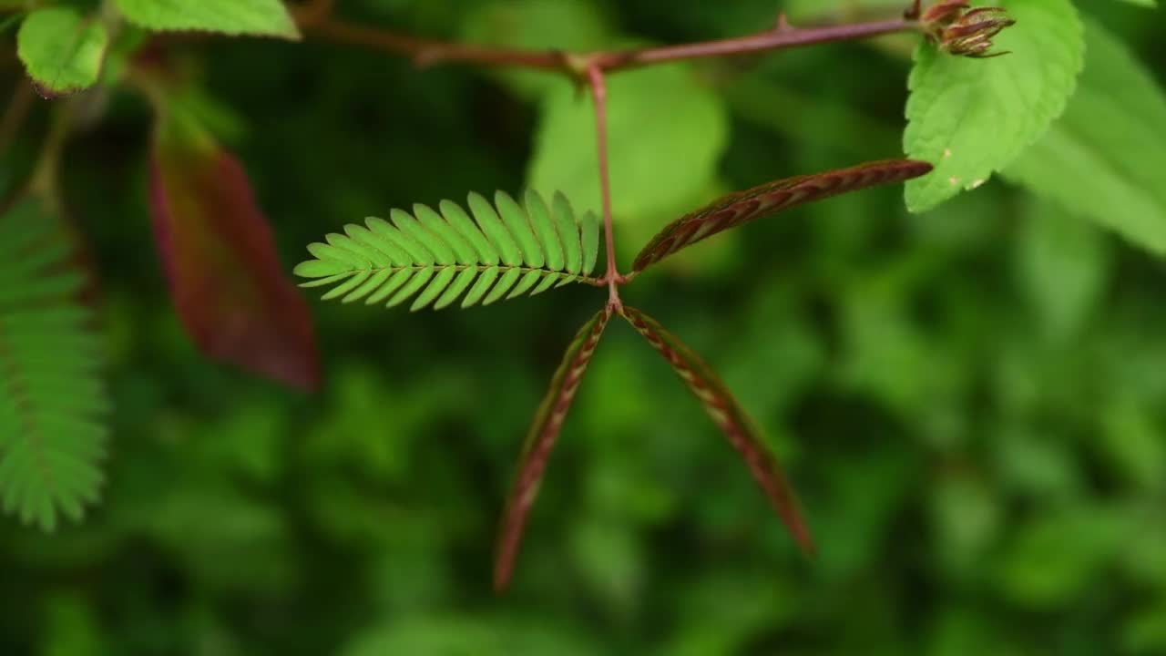 羞愧的植物叶子视频素材