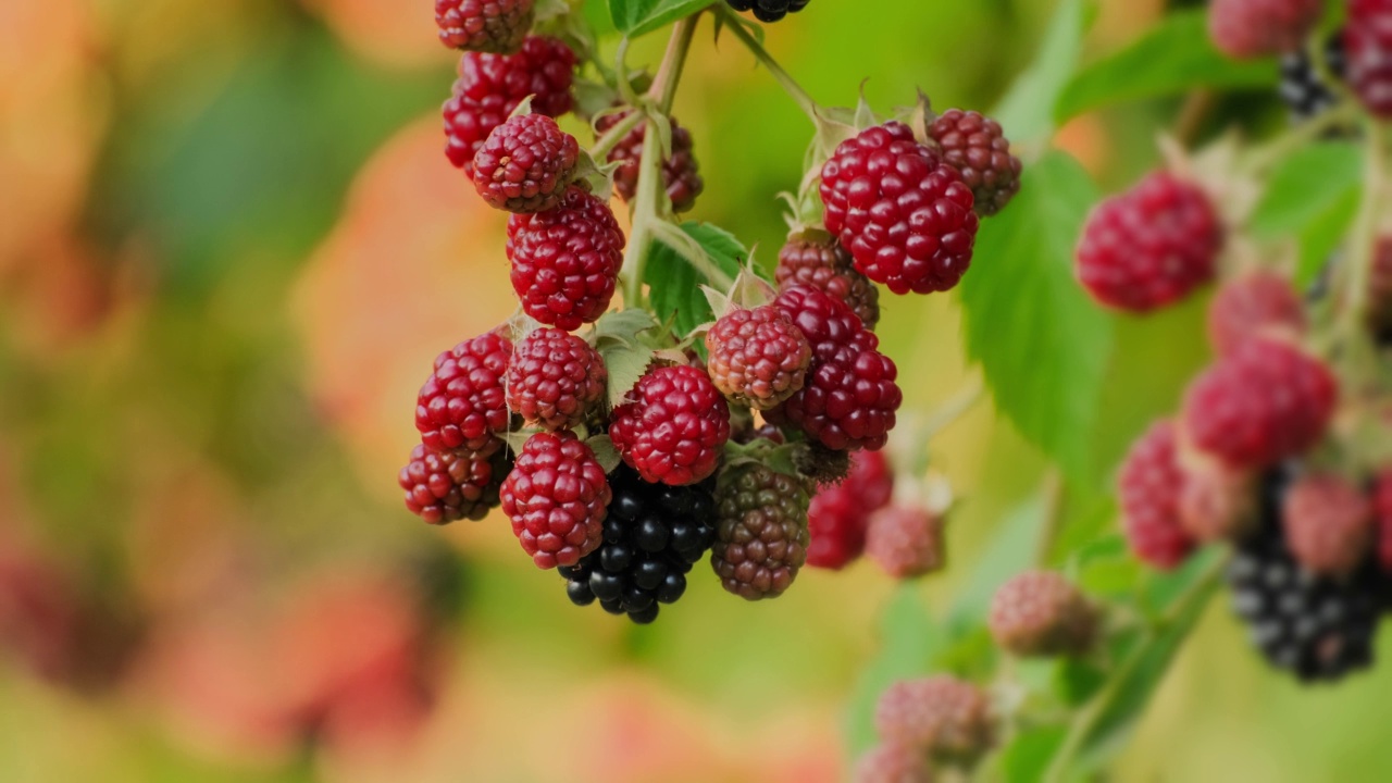 一串串成熟的黑色、红色和绿色未成熟的黑莓和露莓视频素材