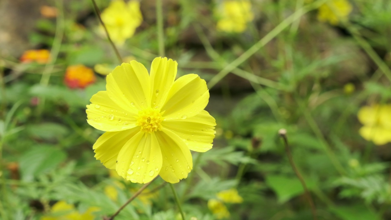 花园里的黄花随风飘动。视频素材