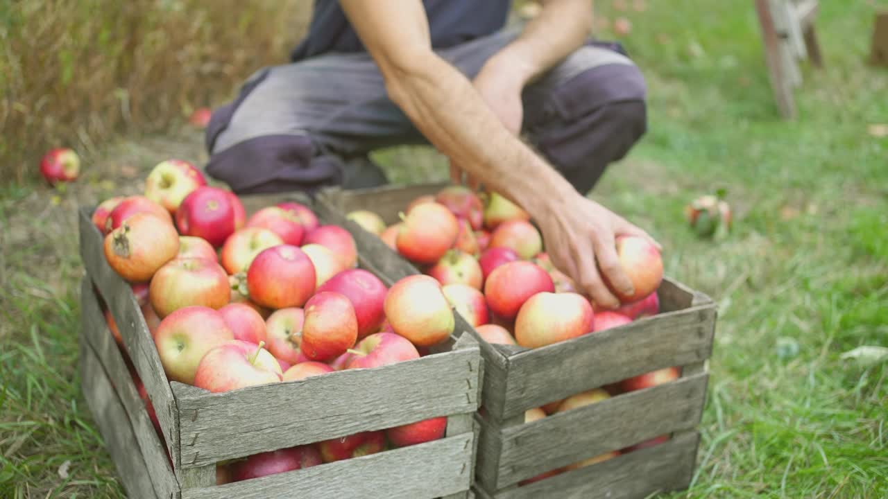 近距离观察采摘的苹果在果园的盒子里分类视频素材