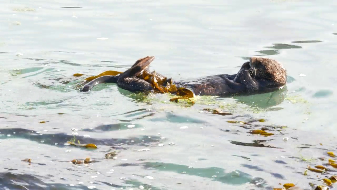 野生海獭在海水中游泳的海洋动物，加利福尼亚海岸野生动物。视频素材