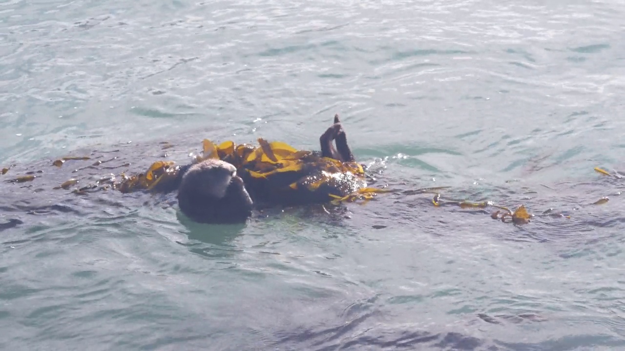 野生海獭在海水中游泳的海洋动物，加利福尼亚海岸野生动物。视频素材