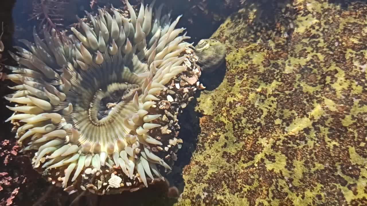 海葵触须在潮池水，海葵在潮池。海葵目息肉视频素材