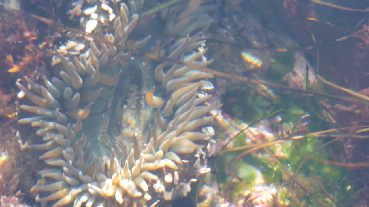 海葵触须在潮池水，海葵在潮池。海葵目息肉视频素材