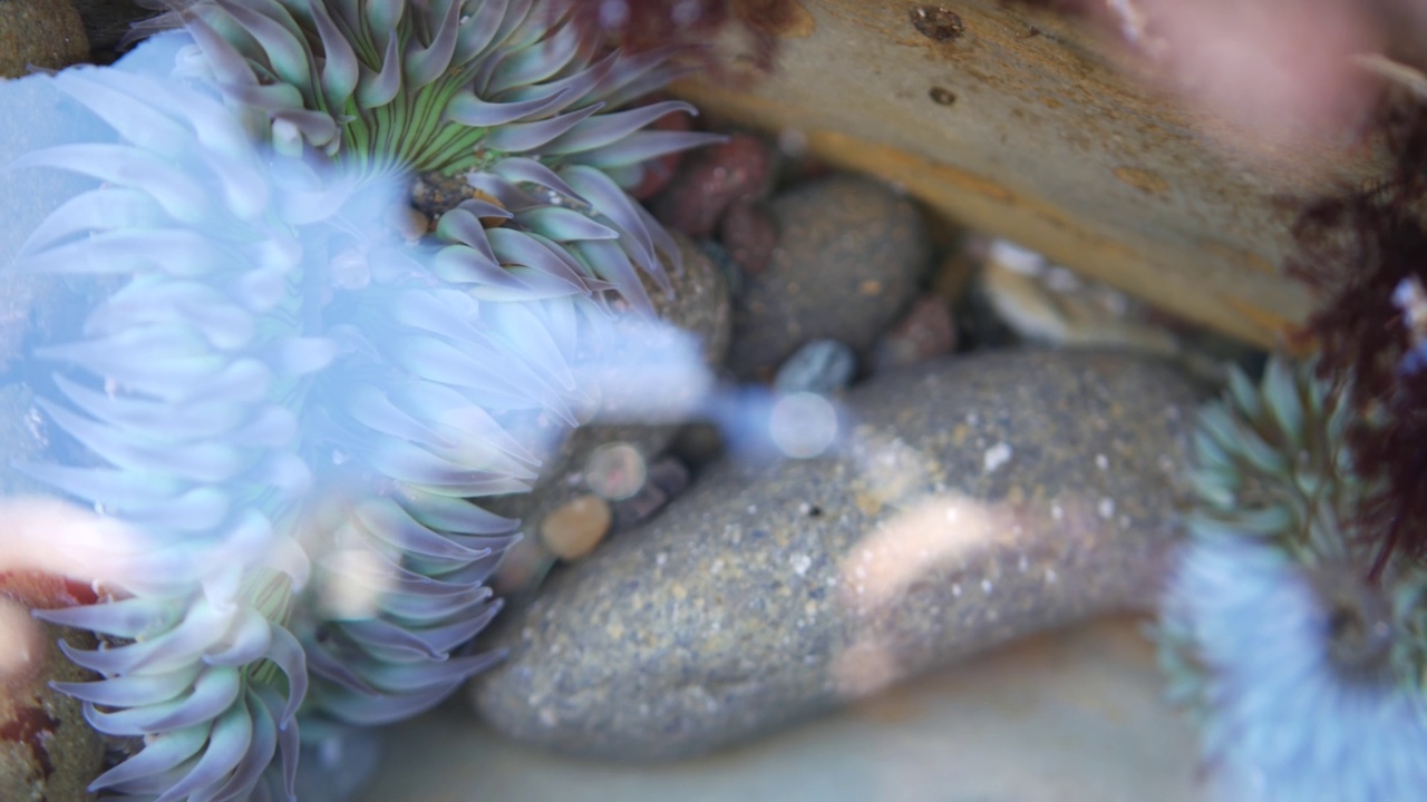 海葵触须在潮池水，海葵在潮池。海葵目息肉视频素材