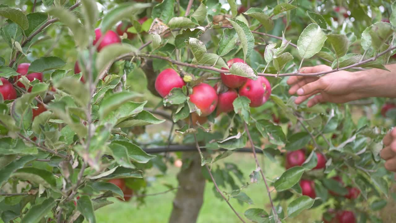 果园里的红苹果树和摘苹果视频素材