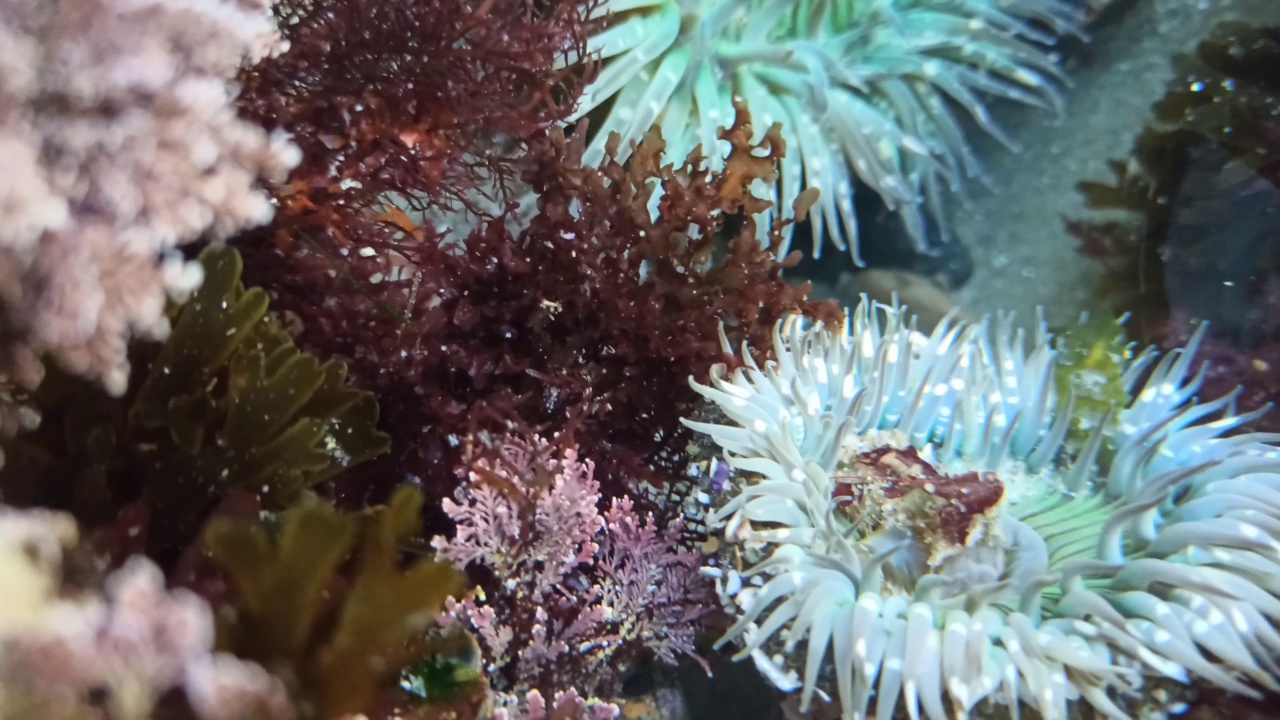 海葵触须在潮池水，海葵在潮池。海葵目息肉视频素材