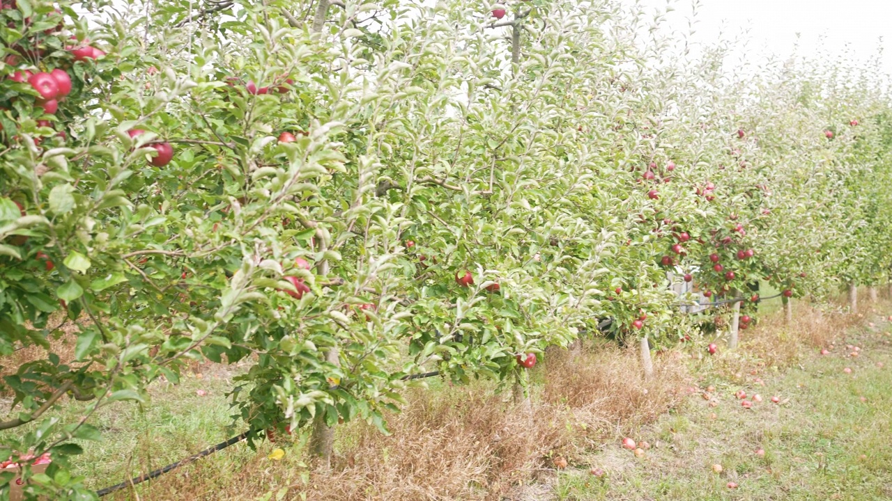 肖像视图的果园充满了苹果树准备采摘视频素材