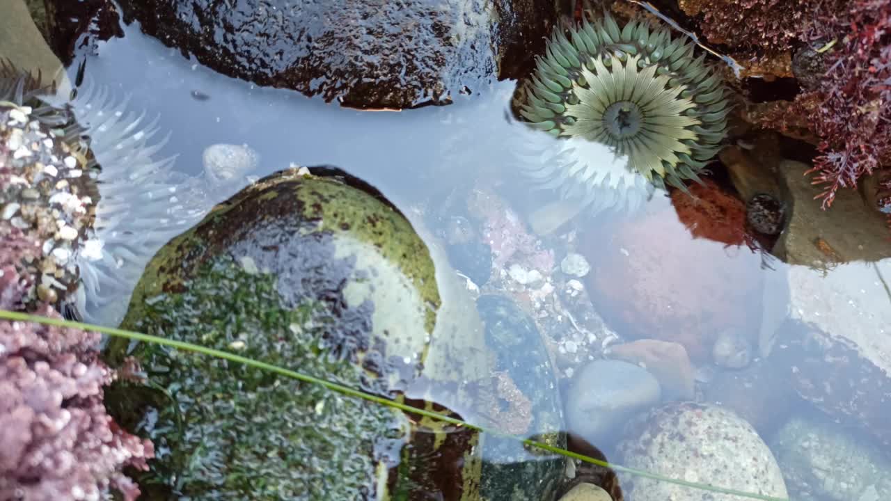 海葵触须在潮池水，海葵在潮池。海葵目息肉视频素材