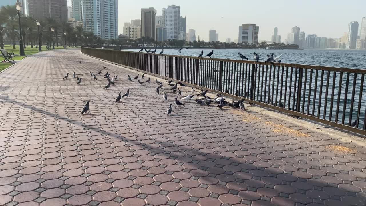 布海拉海滨有很多鸽子视频素材