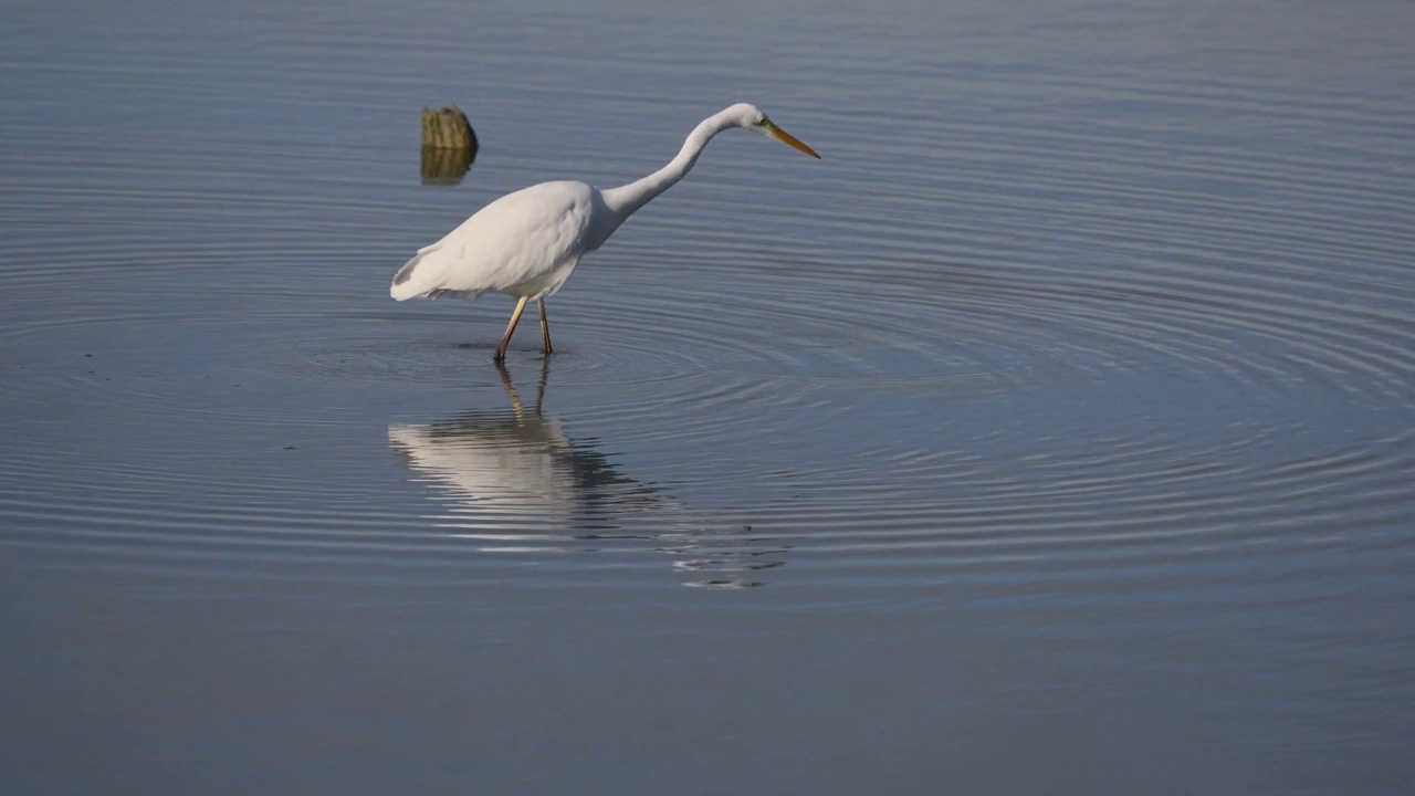 在沼泽地钓鱼的大白鹭(Ardea alba)。视频素材