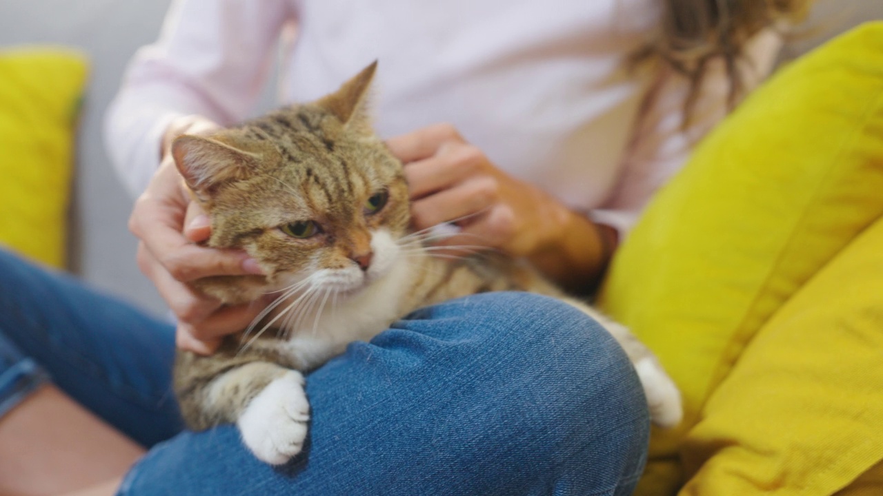 在家和猫放松视频素材