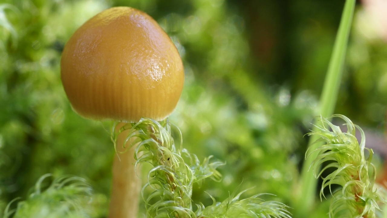 一个小毒菌和苔藓，安布尔塞德，湖区，英国。视频素材