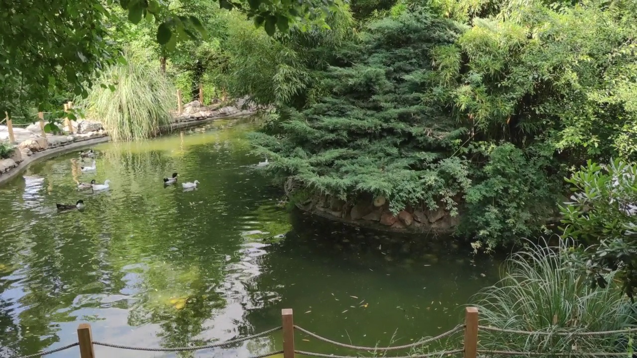 鸭子和它们的小鸡在水里游泳视频素材