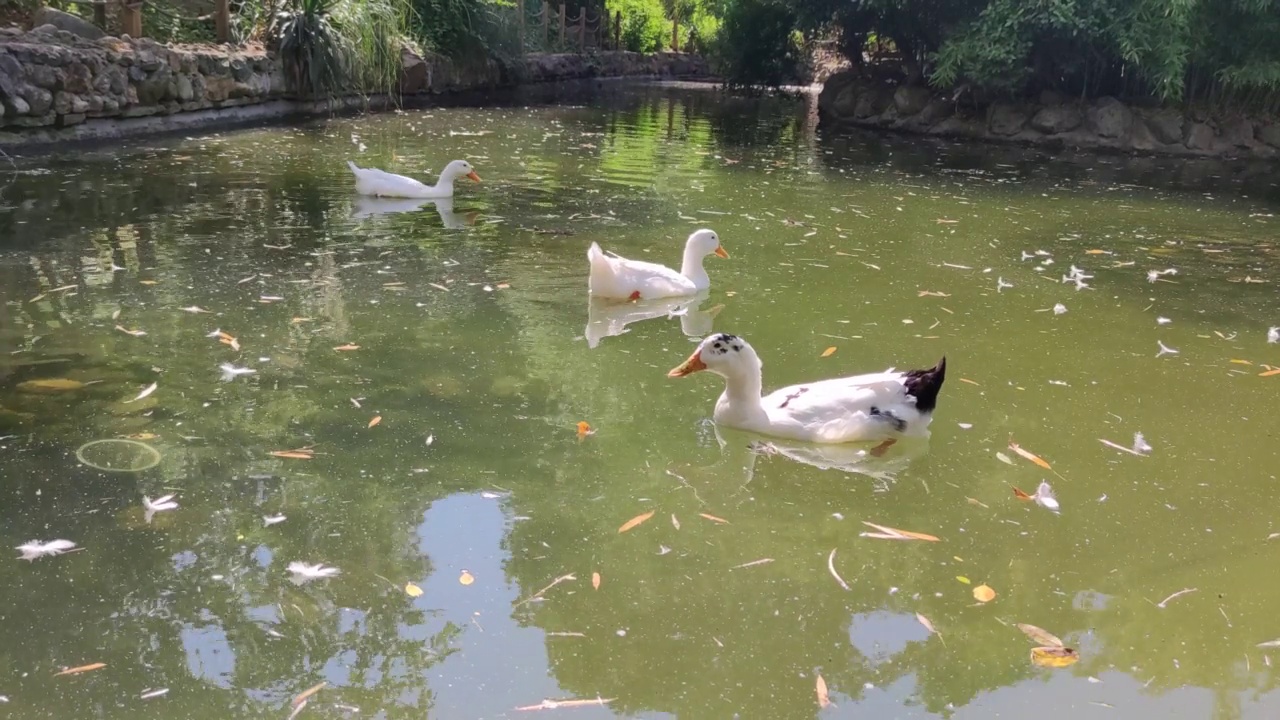 鸭子和它们的小鸡在水里游泳视频素材