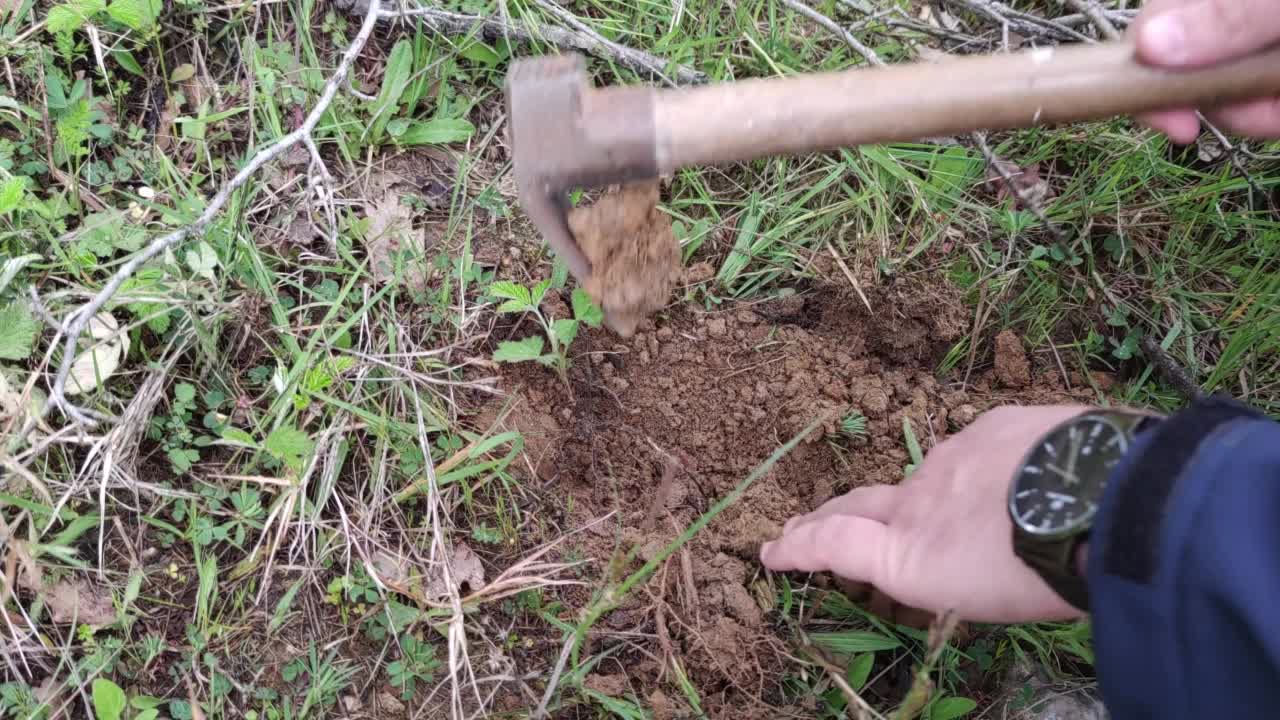 把植物从地里挖出来视频素材