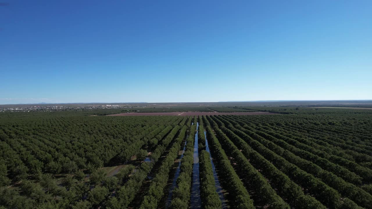 美国德克萨斯州的山核桃树林视频素材