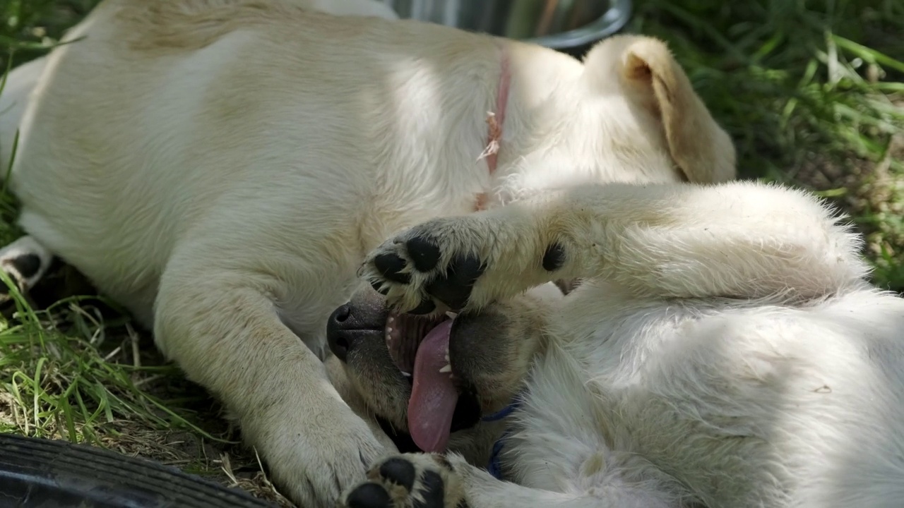 拉布拉多猎犬在草地上玩耍视频素材