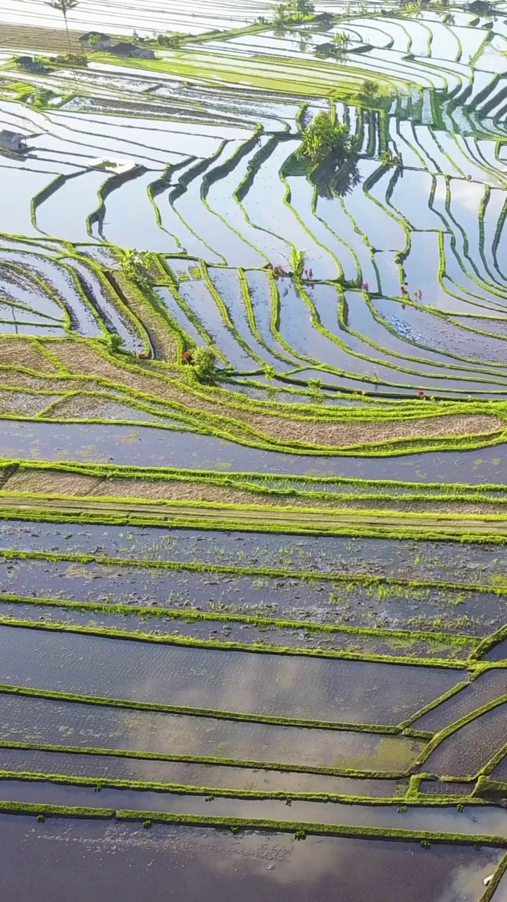 垂直空中视频在一个惊人的景观稻田Jatiluwih水稻梯田，巴厘岛，印度尼西亚。视频素材