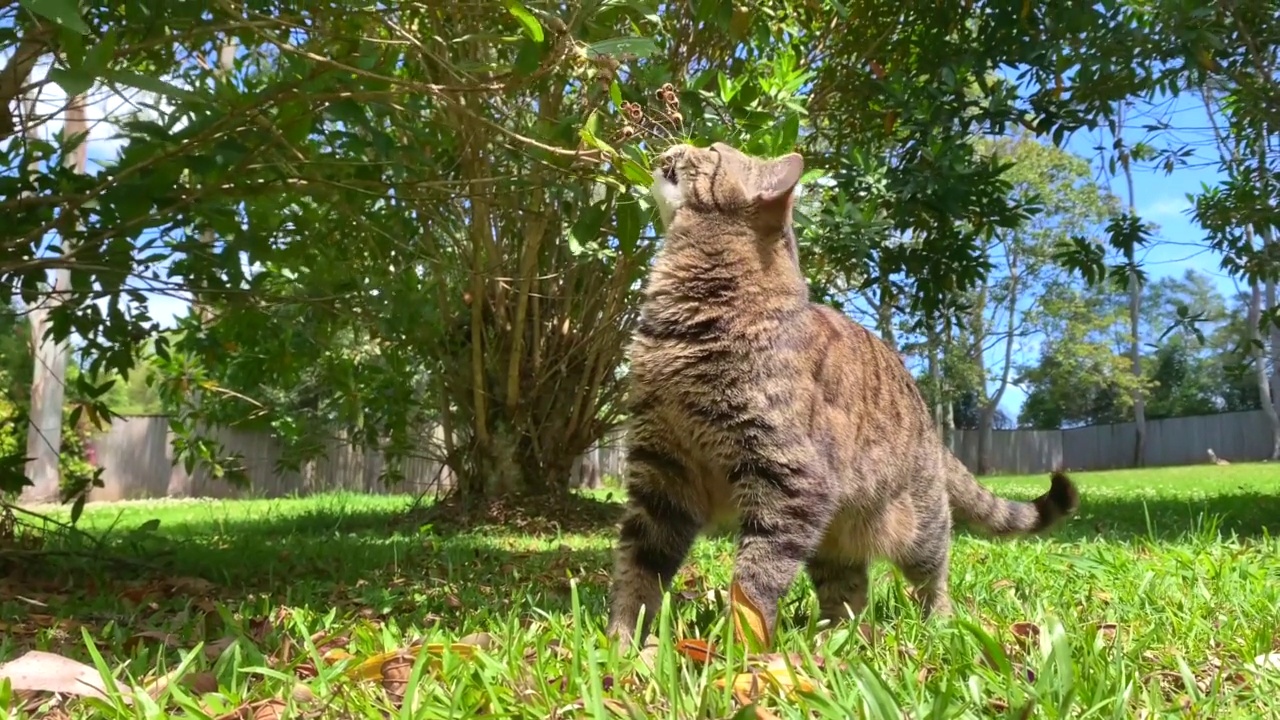 猫在花园里啃树枝视频素材