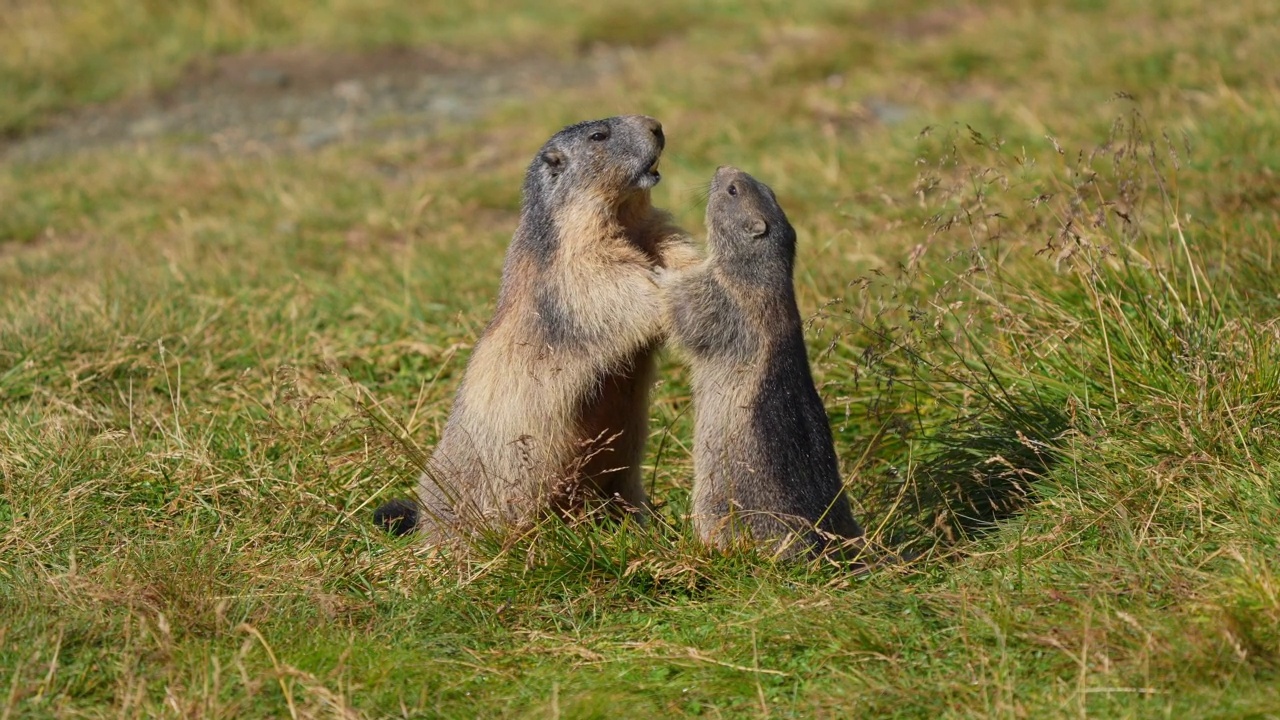 土拨鼠(Marmota Marmota)，成年动物与幼小动物在山地搏斗视频素材