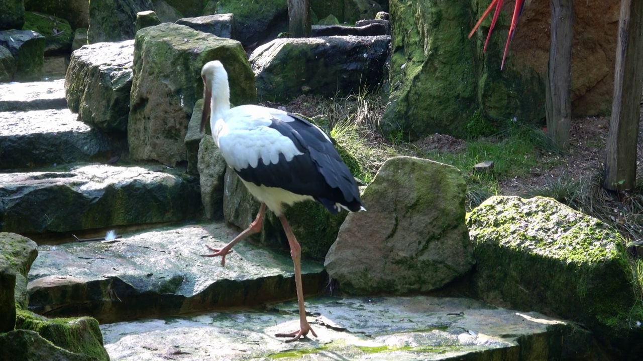 白鹳(Ciconia Ciconia) na staircase视频素材