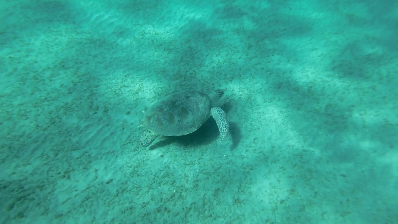 慢镜头，海龟在落日的余辉中缓缓飞过沙底。绿海龟(Chelonia mydas)游过海床。前视图。埃及红海视频素材