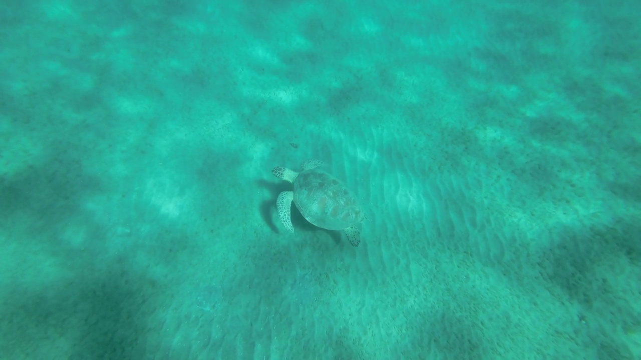 慢镜头，海龟在落日的余辉中缓缓飞过沙底。绿海龟(Chelonia mydas)游过海床。前视图。埃及红海视频素材