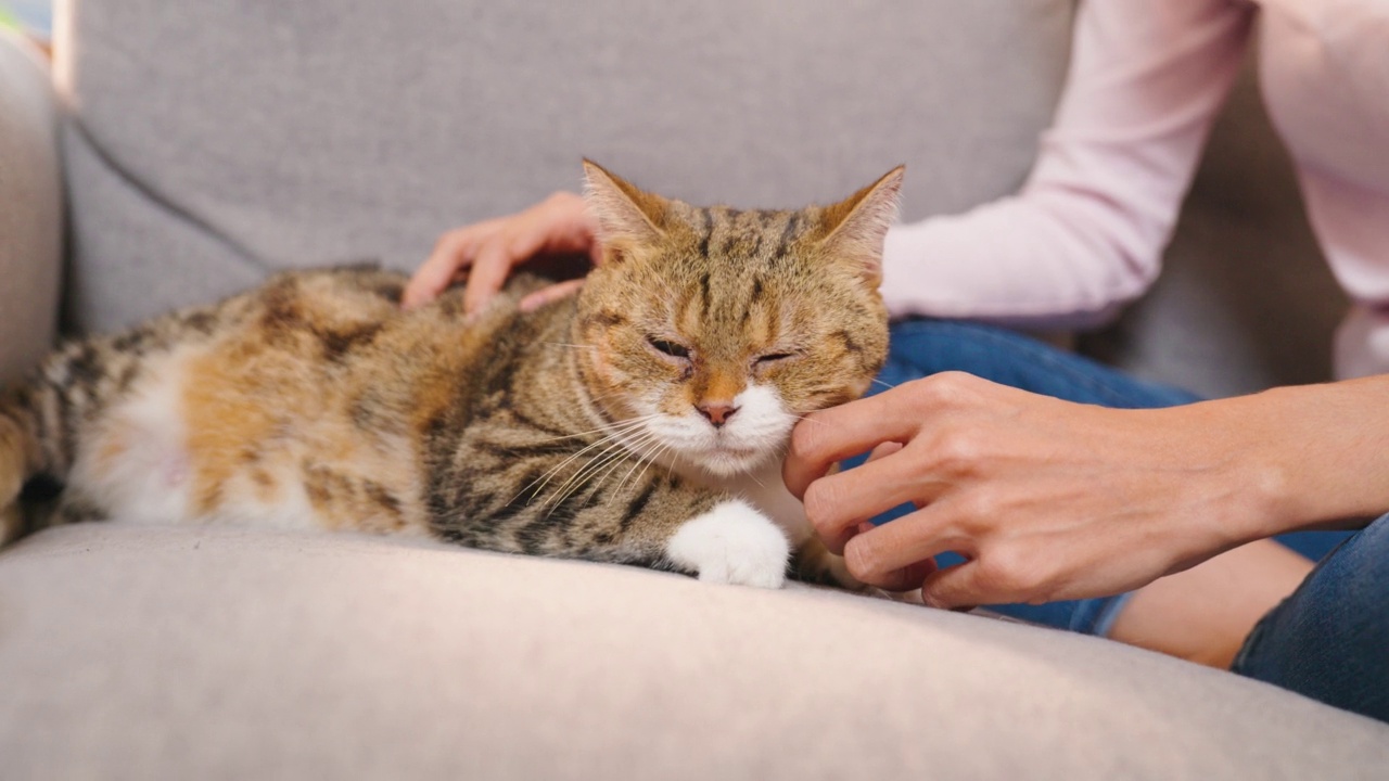 快乐的年轻女子和猫在家里的沙发上。视频素材