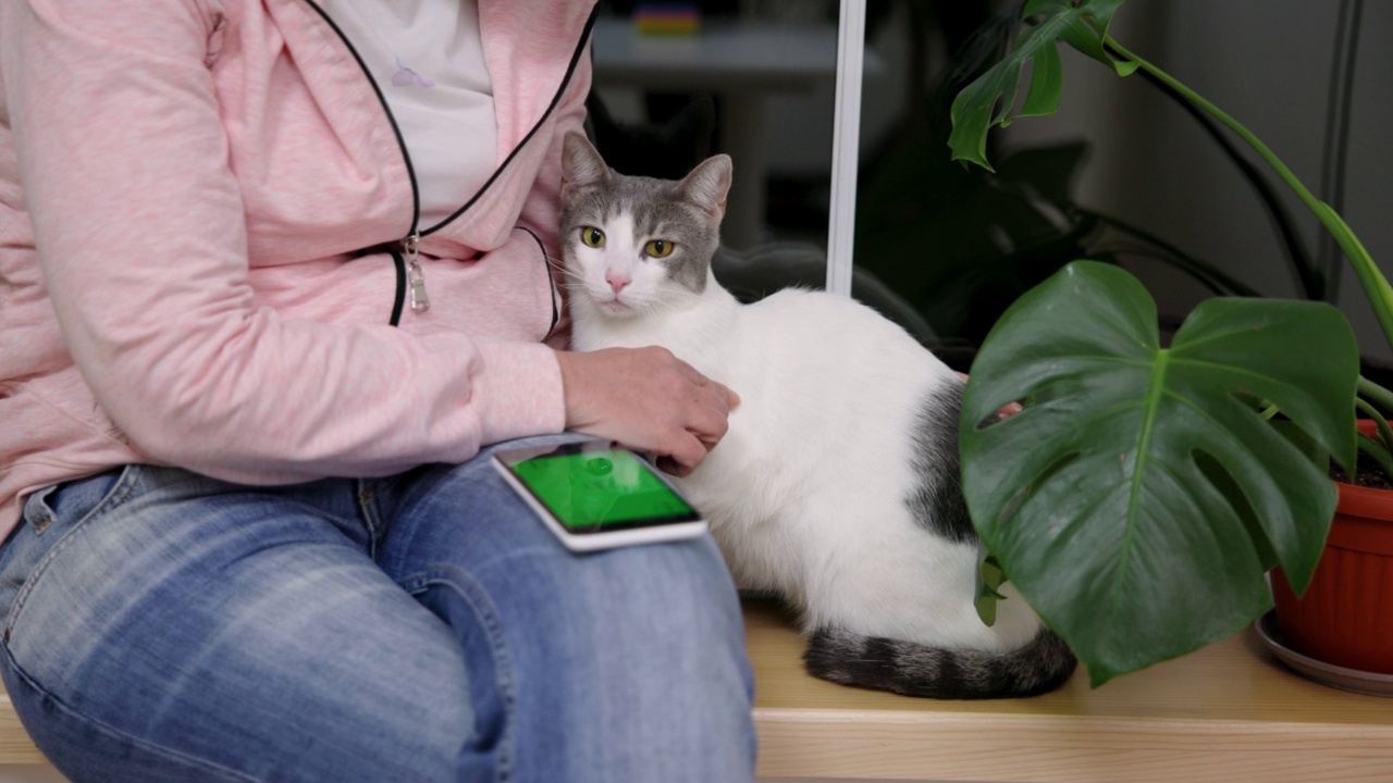 一名女子抚摸着她的猫，同时使用着绿色屏幕的手机视频素材