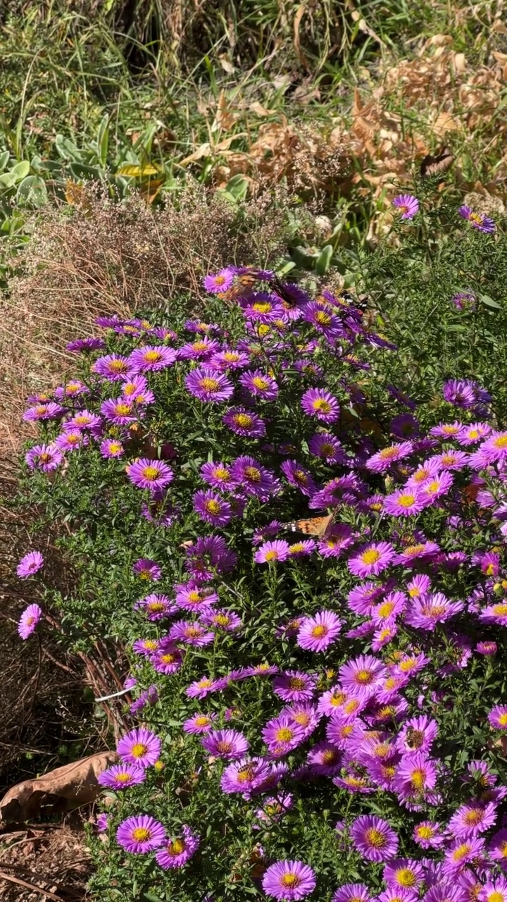 秋紫菀花新英格兰为蝴蝶和蜜蜂。视频素材