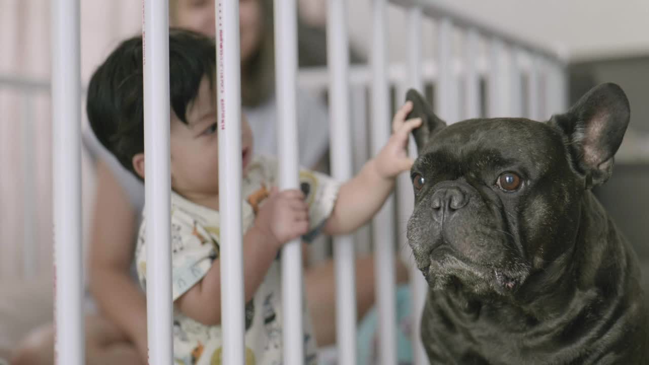 亚洲男婴和妈妈一起玩法国斗牛犬。视频素材