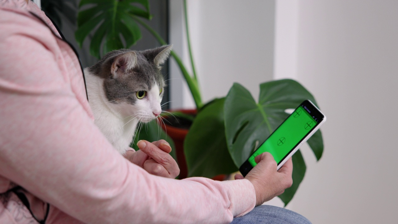 一名女子抚摸着她的猫，同时使用着绿色屏幕的手机视频素材