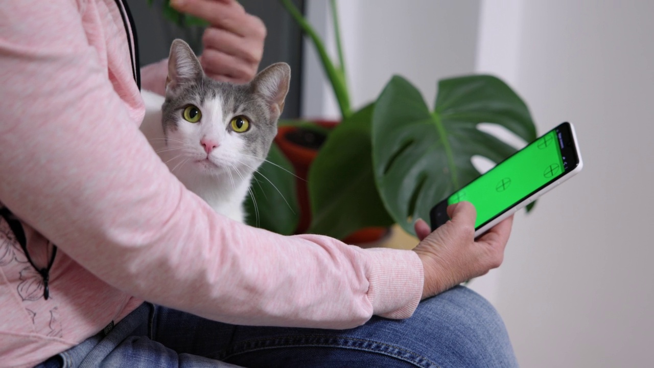 不认识的女人一边用手机一边抚摸着她的猫视频素材