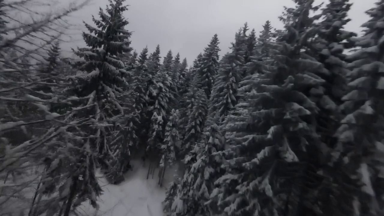 白雪覆盖的树木在森林与移动的雾和美丽的光，空中鸟瞰冬天的镜头视频素材