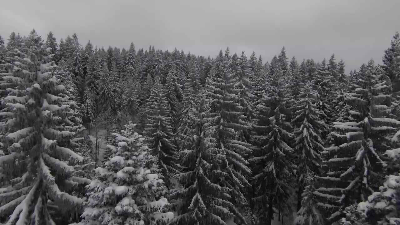 白雪覆盖的树木在森林与移动的雾和美丽的光，空中鸟瞰冬天的镜头视频素材