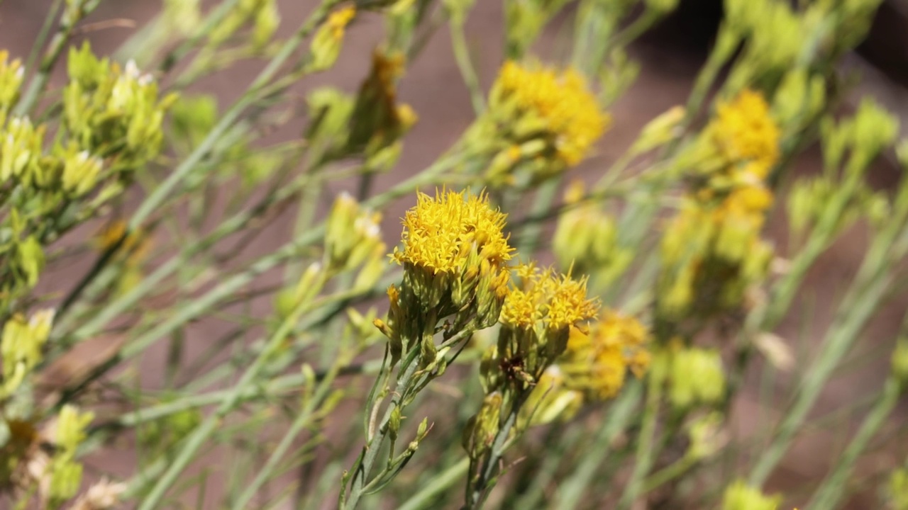 Ericameria Nauseosa Bloom - San贝尔纳迪诺Mtns - 082222视频素材