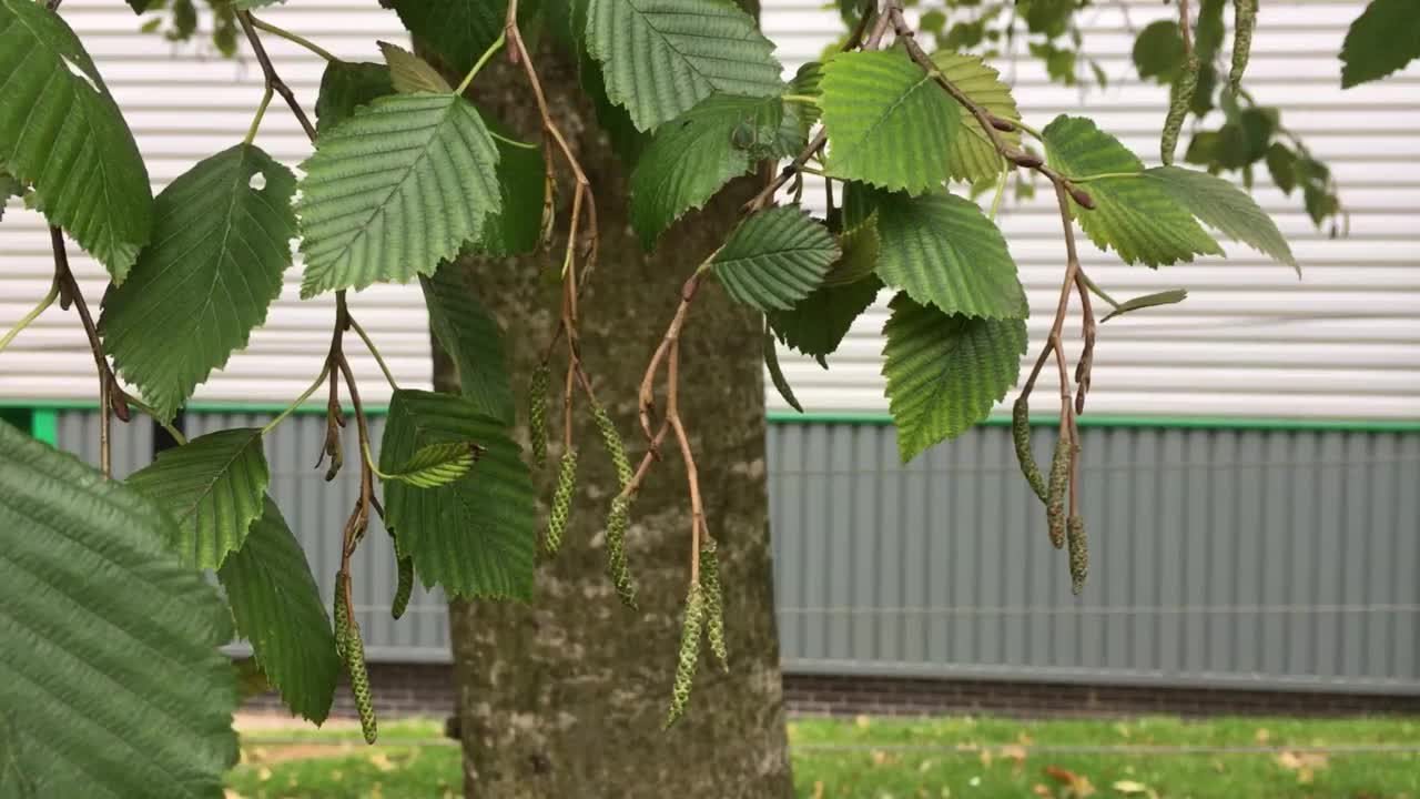 灰桤木-枝，细枝，年轻的雄柳絮和花蕾视频素材